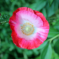 Seidenmohn