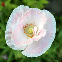 Seidenmohn