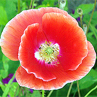 Seidenmohn