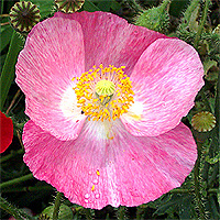 Seidenmohn