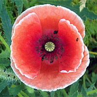 Seidenmohn