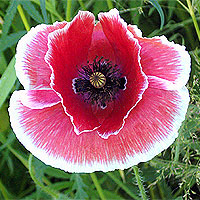 Seidenmohn