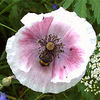 Seidenmohn
