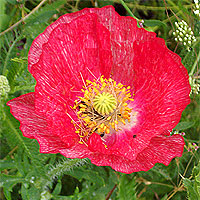 Seidenmohn