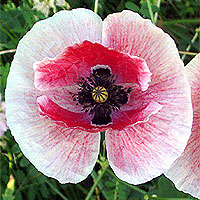 Seidenmohn