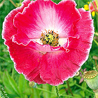Seidenmohn