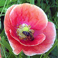 Seidenmohn