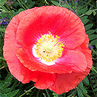 Seidenmohn