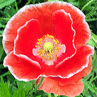 Seidenmohn