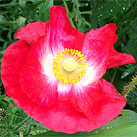 Seidenmohn