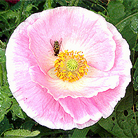 Seidenmohn