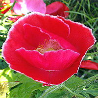Seidenmohn