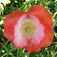 Seidenmohn