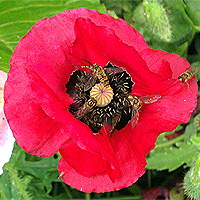 Seidenmohn