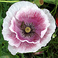 Seidenmohn