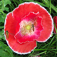 Seidenmohn