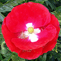 Seidenmohn