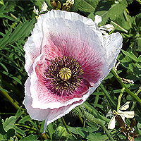 Seidenmohn