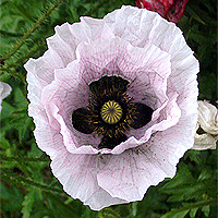 Seidenmohn