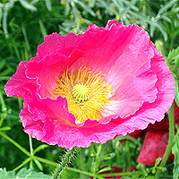 Seidenmohn