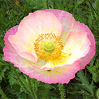 Seidenmohn