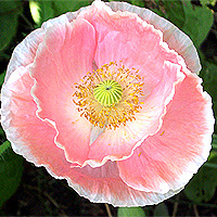 Seidenmohn