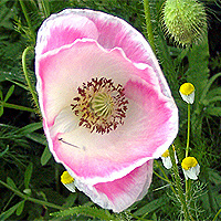 Seidenmohn