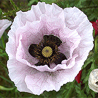 Seidenmohn