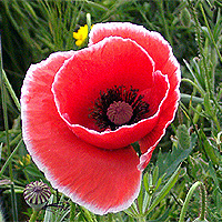 Seidenmohn