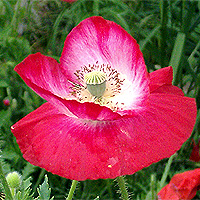 Seidenmohn