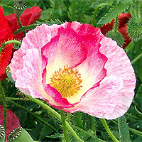 Seidenmohn