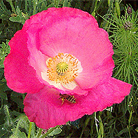 Seidenmohn