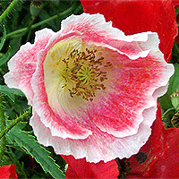 Seidenmohn