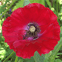 Seidenmohn