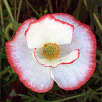 Seidenmohn