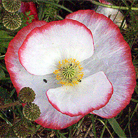 Seidenmohn