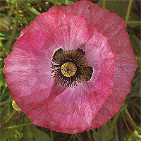 Seidenmohn