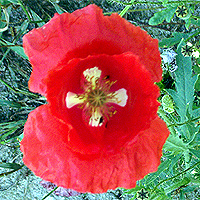 Seidenmohn