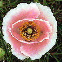 Seidenmohn