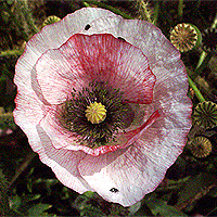 Seidenmohn