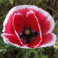 Seidenmohn
