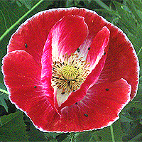 Seidenmohn