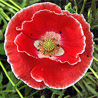Seidenmohn