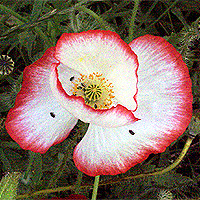 Seidenmohn