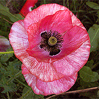 Seidenmohn