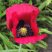 Seidenmohn