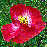 Seidenmohn
