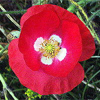 Seidenmohn