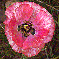 Seidenmohn