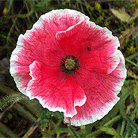 Seidenmohn